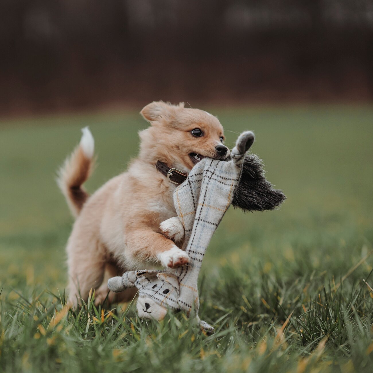 Hundespielzeug Billund flach für Hunde Bild 2