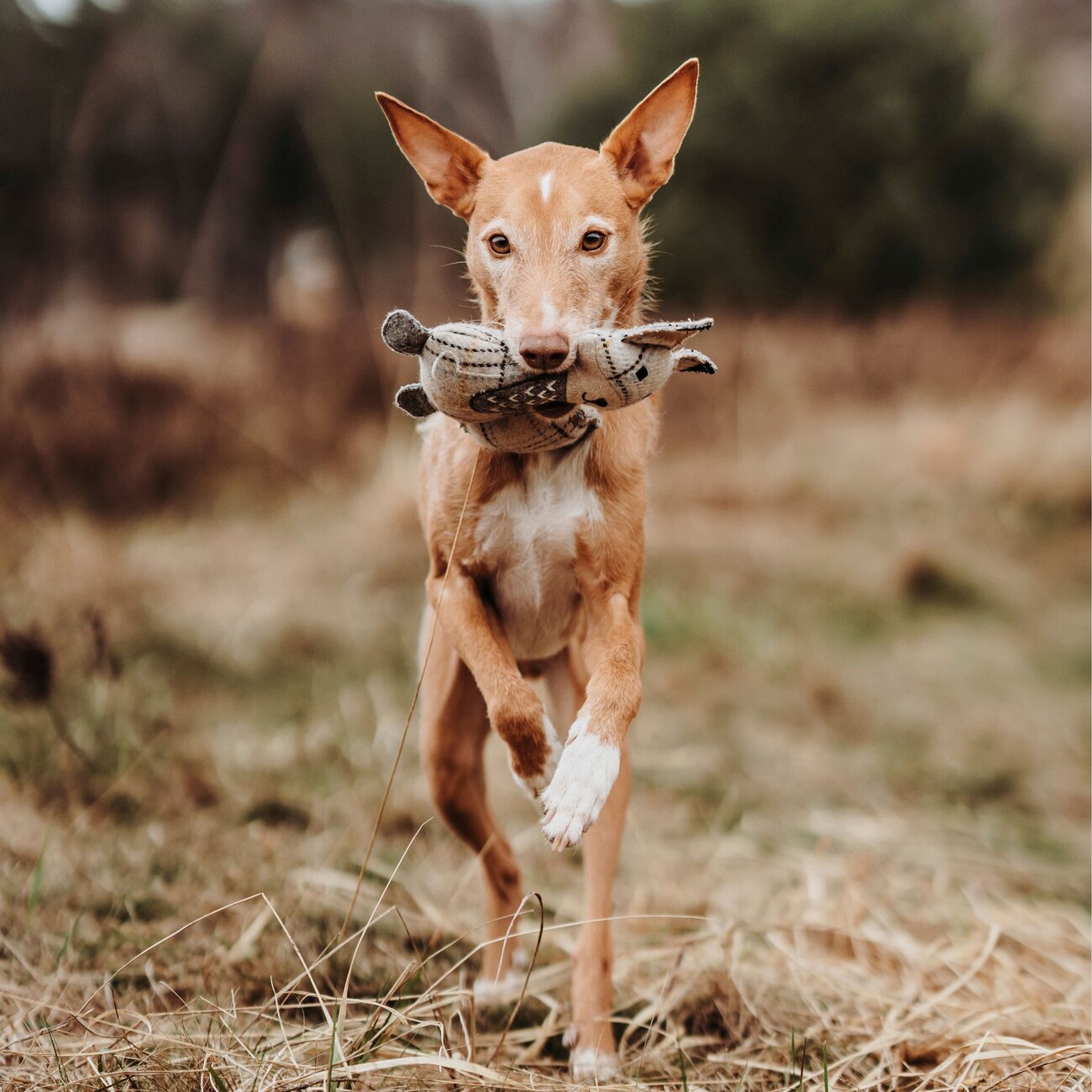 Hundespielzeug Billund Plüsch Bild 10