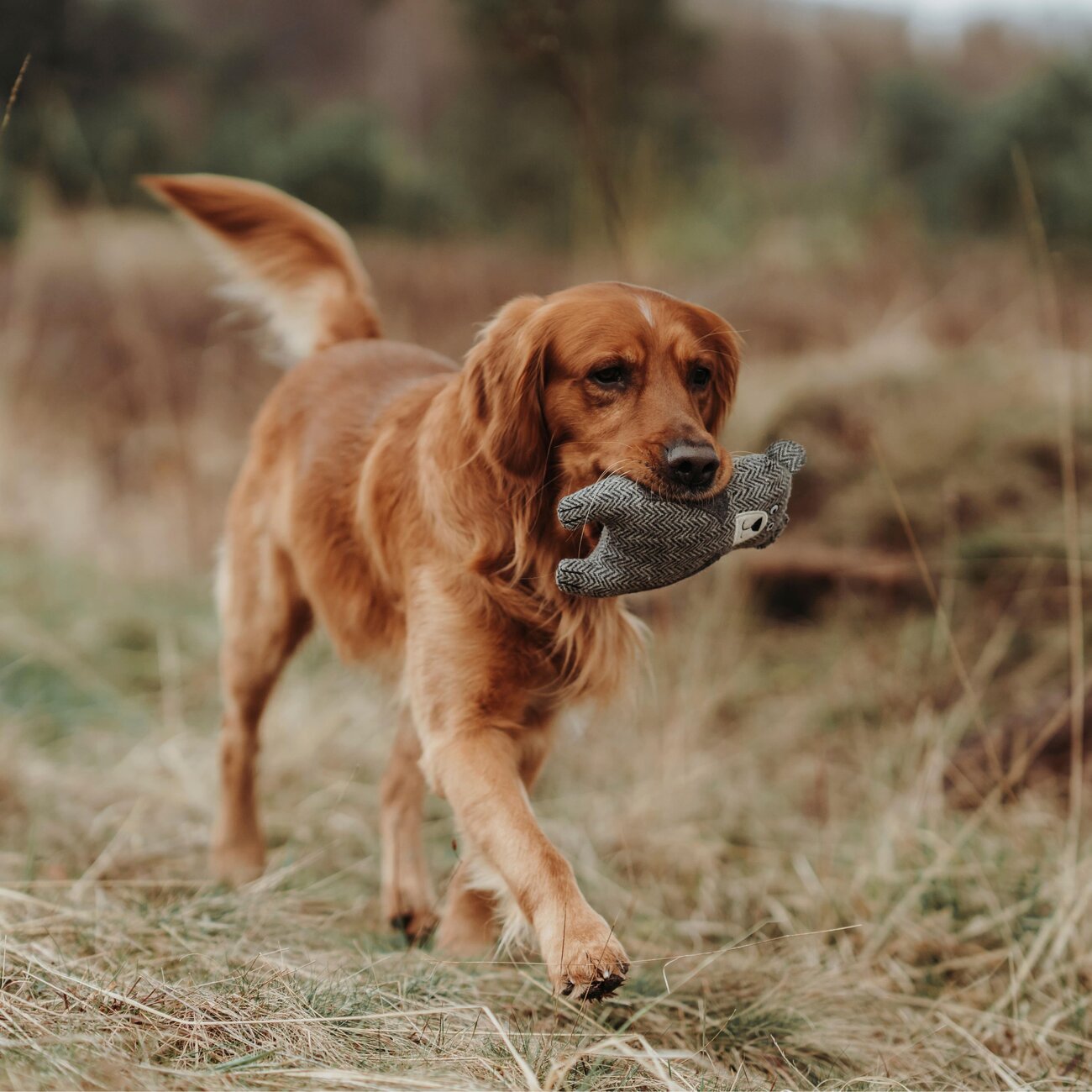 Hundespielzeug Billund Plüsch Bild 2