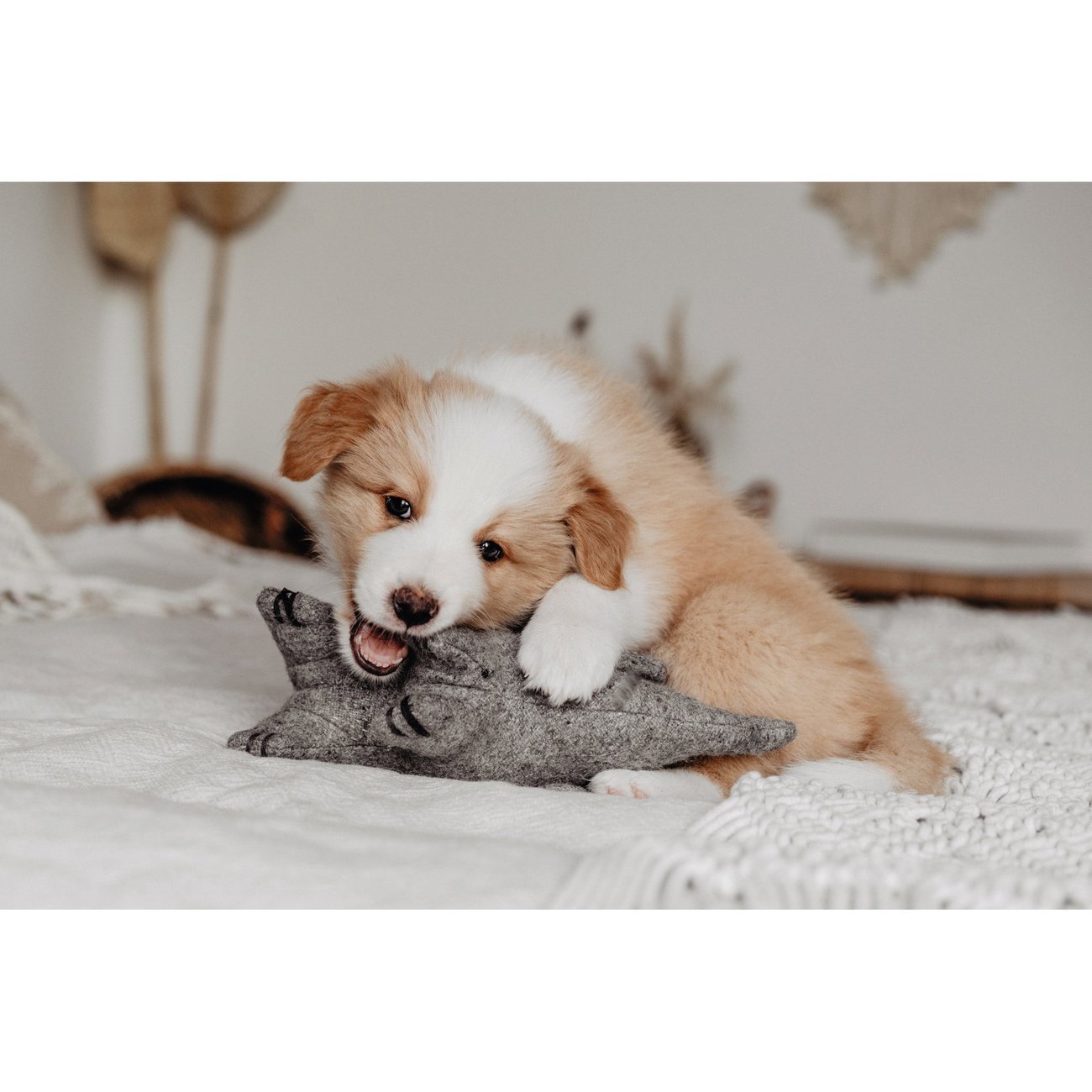 Hundespielzeug Eiby Bild 7