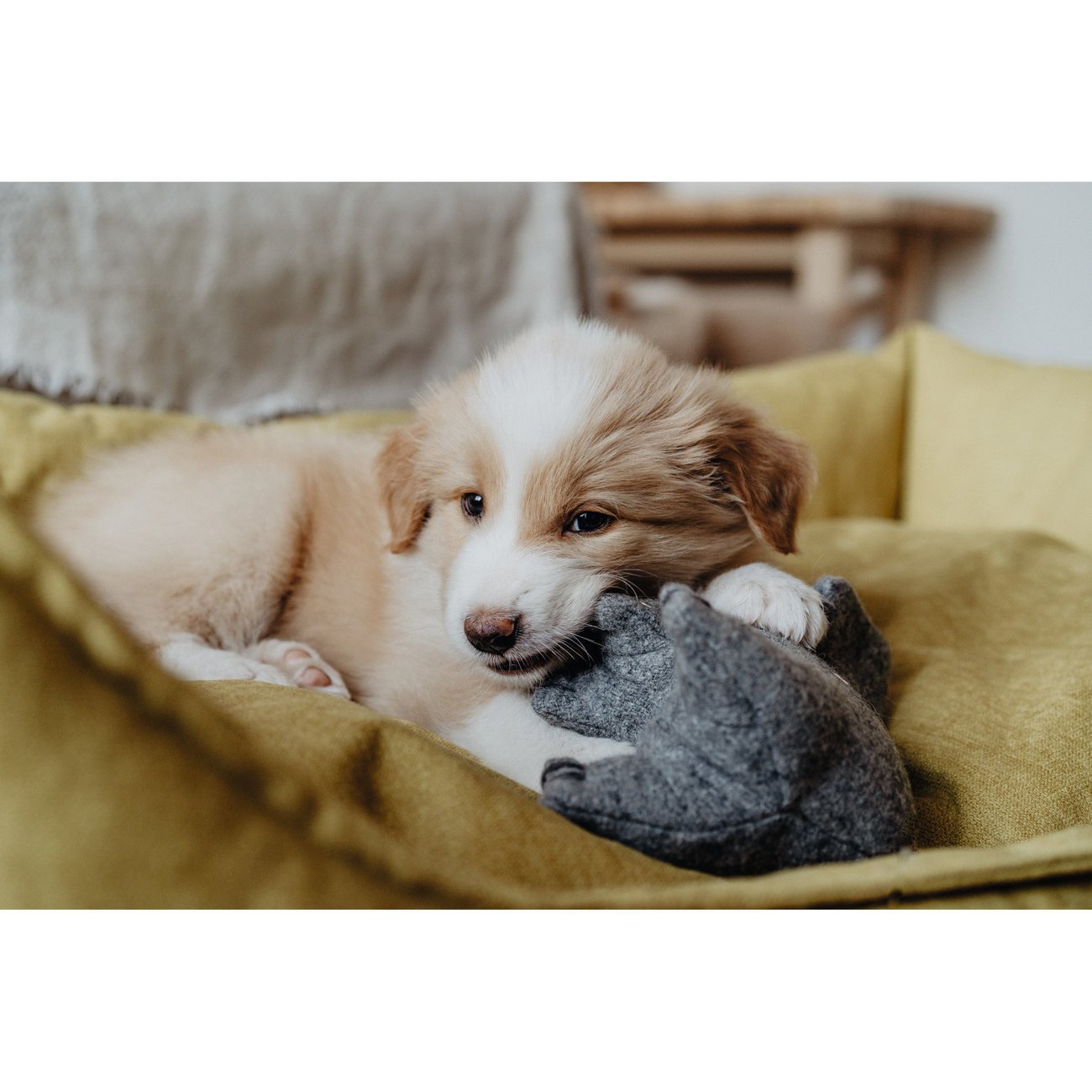 Hundespielzeug Eiby Bild 8