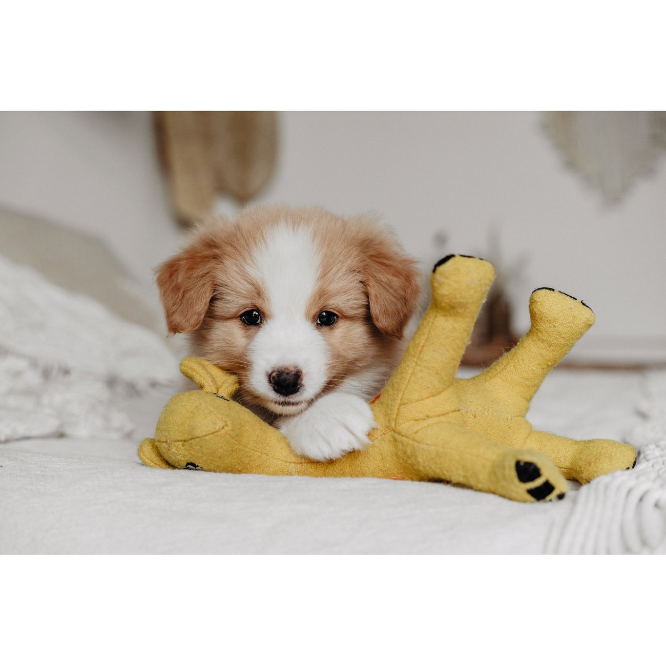 Hundespielzeug Eiby Bild 4