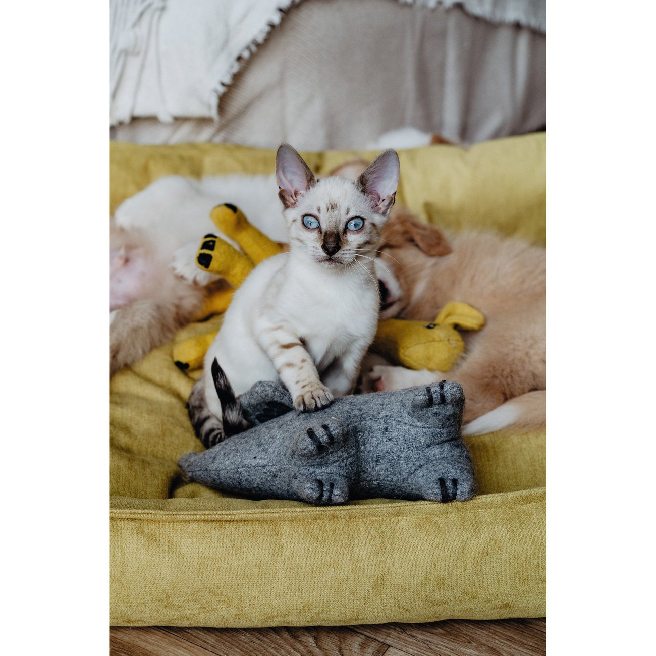 Hundespielzeug Eiby Bild 9