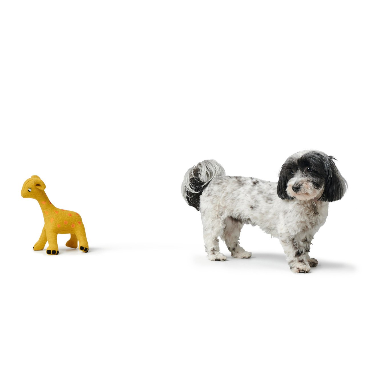 Hundespielzeug Eiby Bild 11