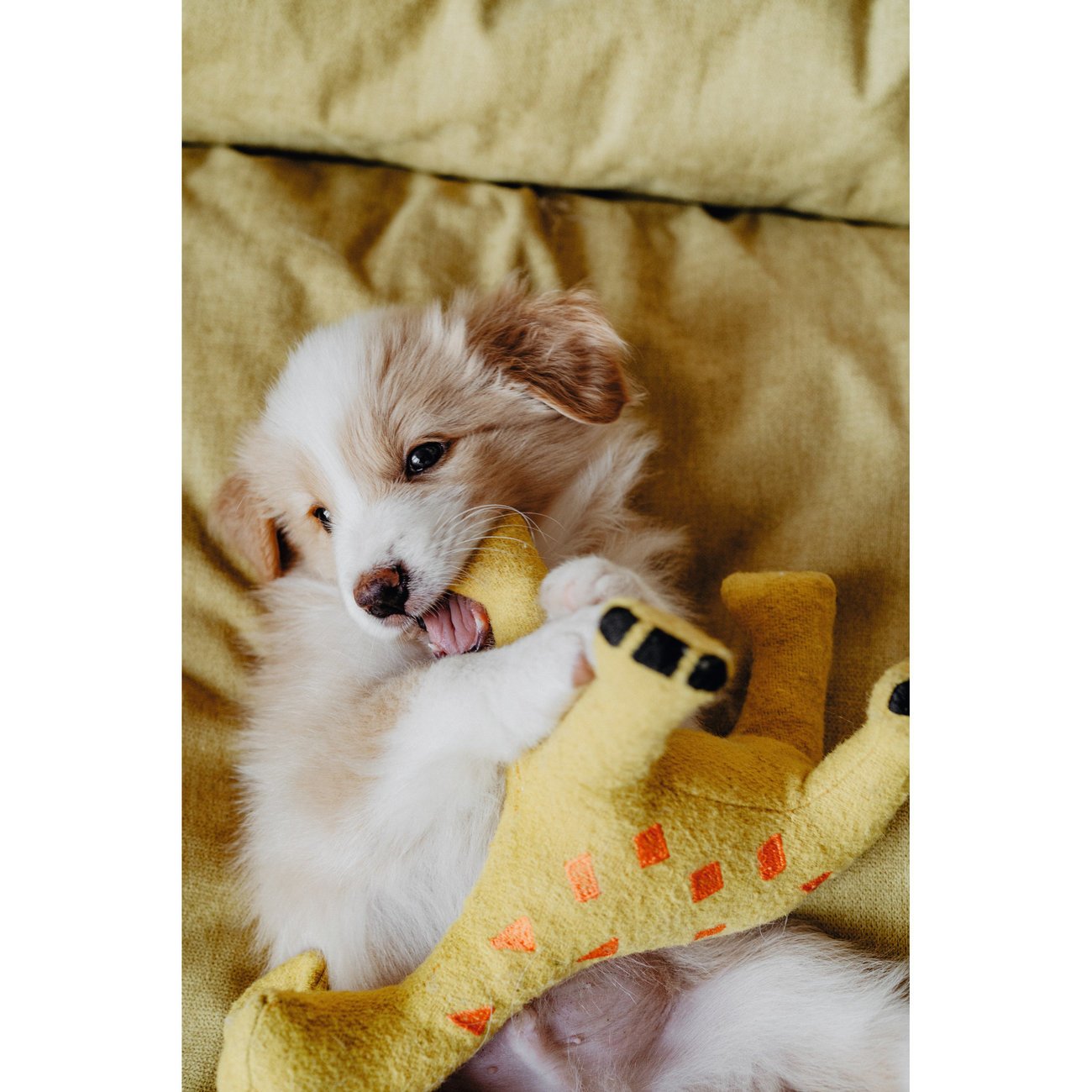 Hundespielzeug Eiby Bild 10