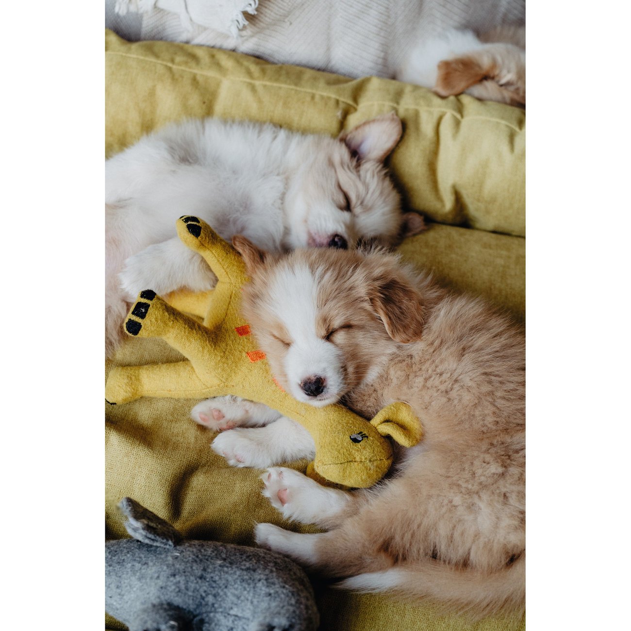 Hundespielzeug Eiby Bild 12