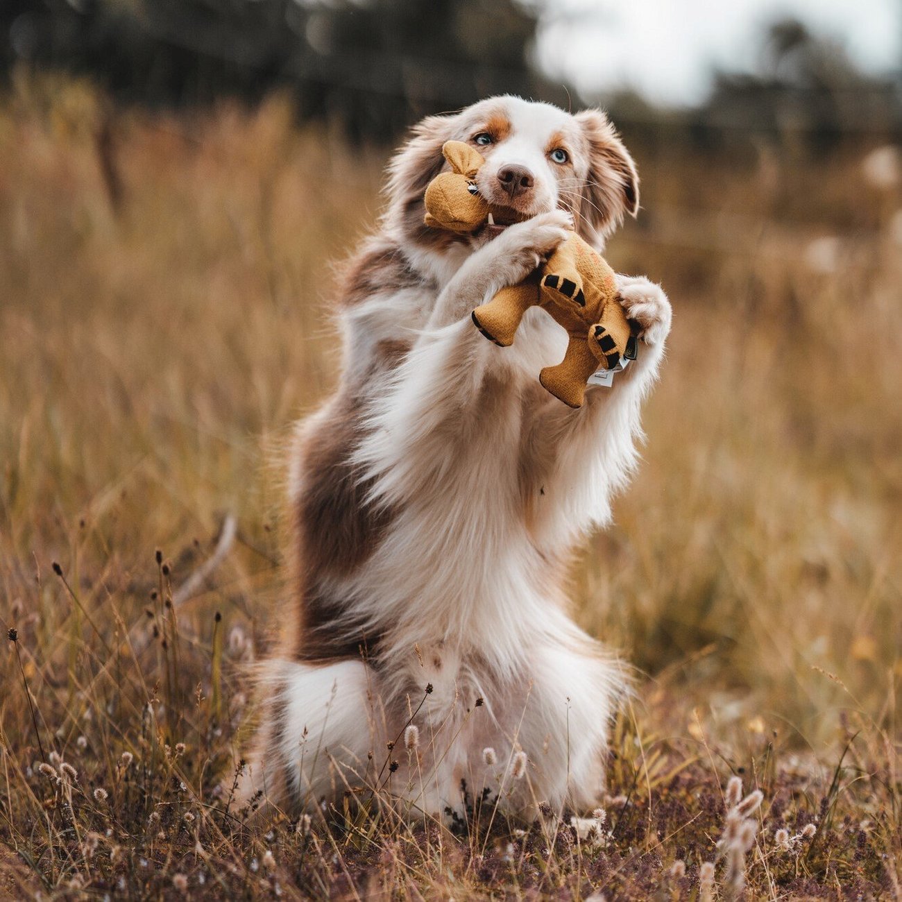 Hundespielzeug Eiby Bild 2