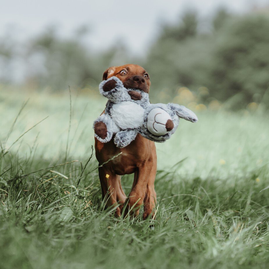 HUNTER Hundespielzeug Faro Bild 2