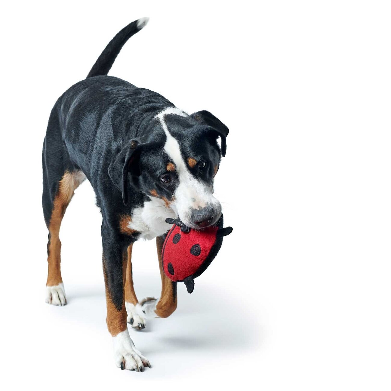 Hundespielzeug Florenz Upcycling Bild 6