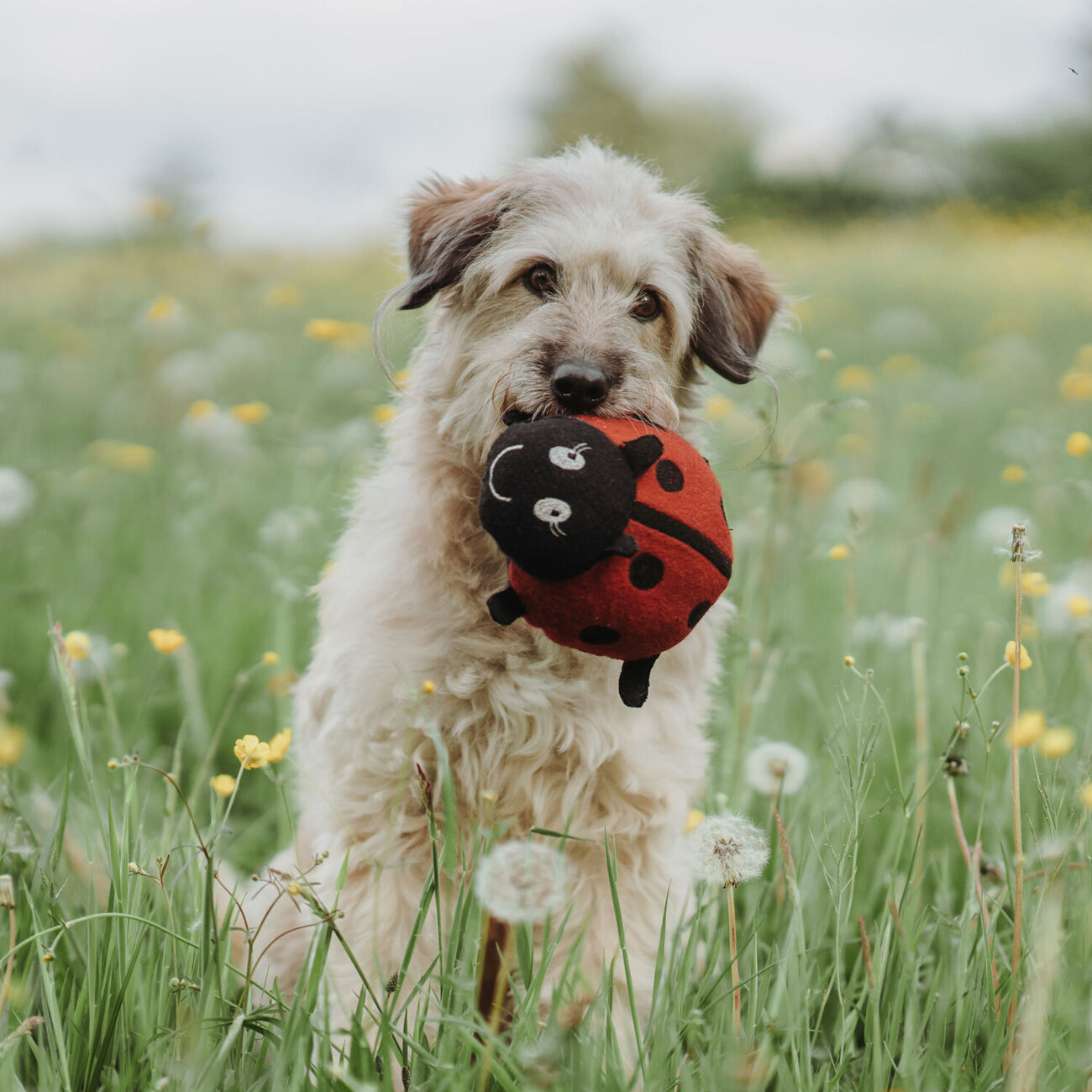 Hundespielzeug Florenz Upcycling Bild 7