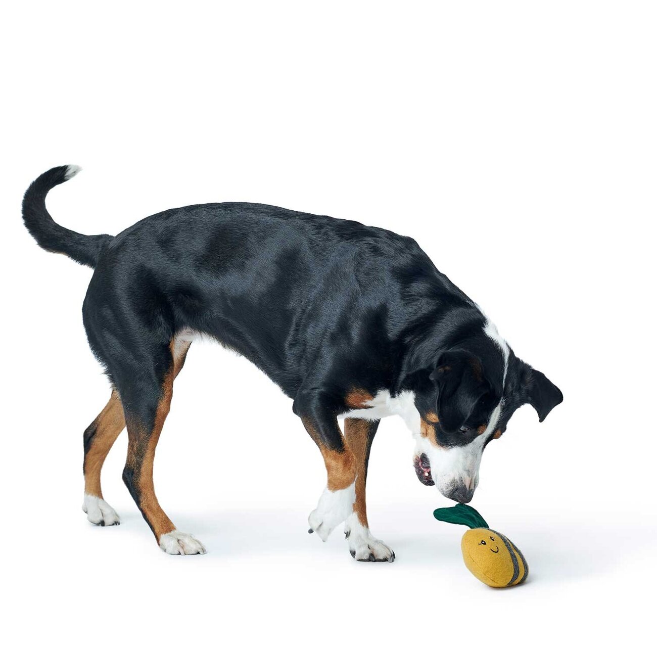 Hundespielzeug Florenz Upcycling Bild 9