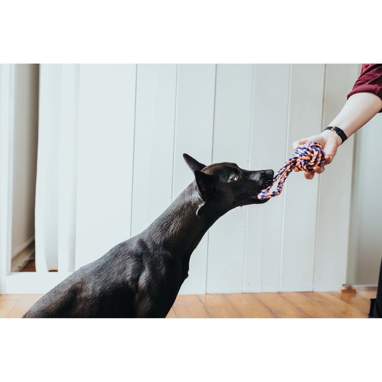 Hunter Hundespielzeug Jena Bild 5