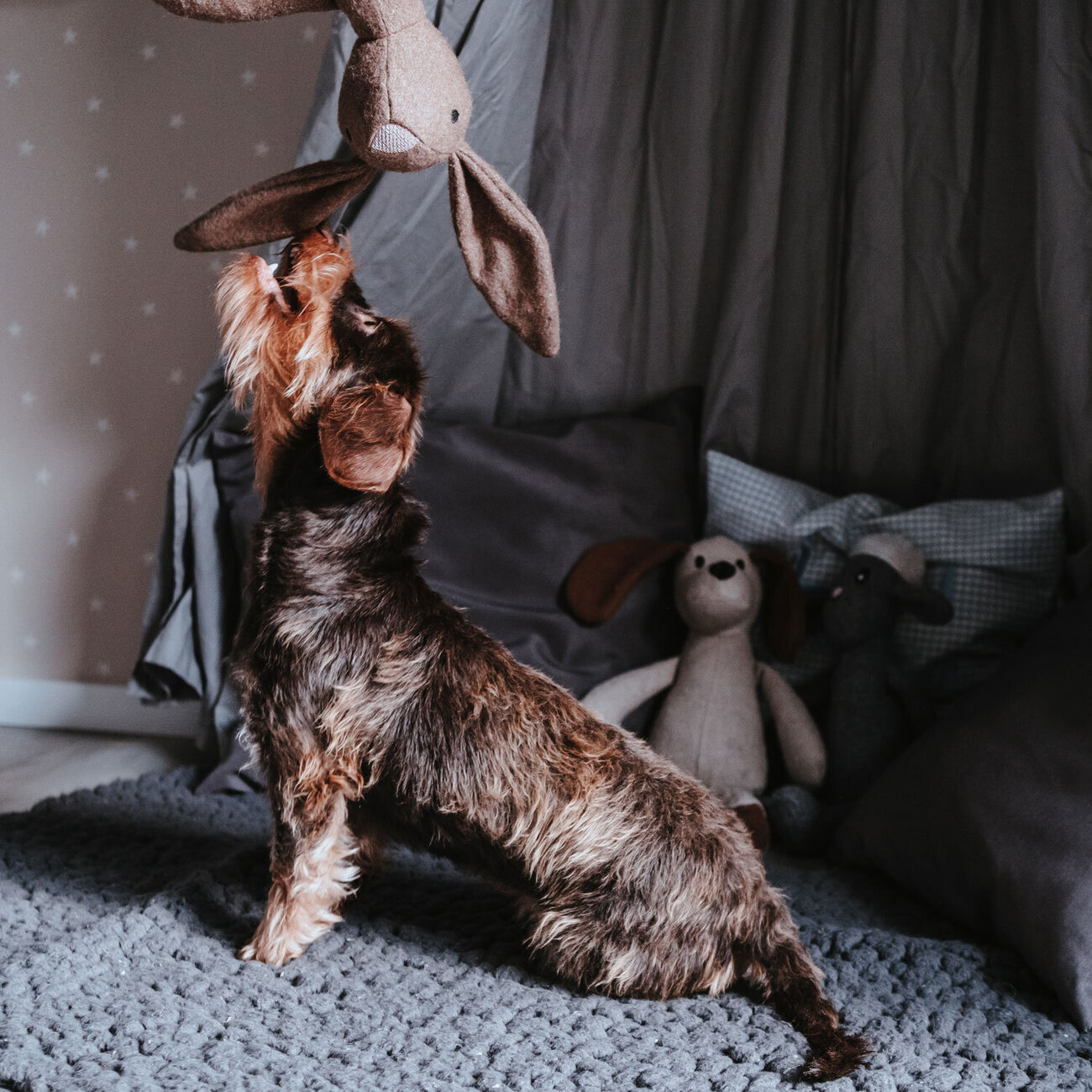 Hundespielzeug Marle Bild 11