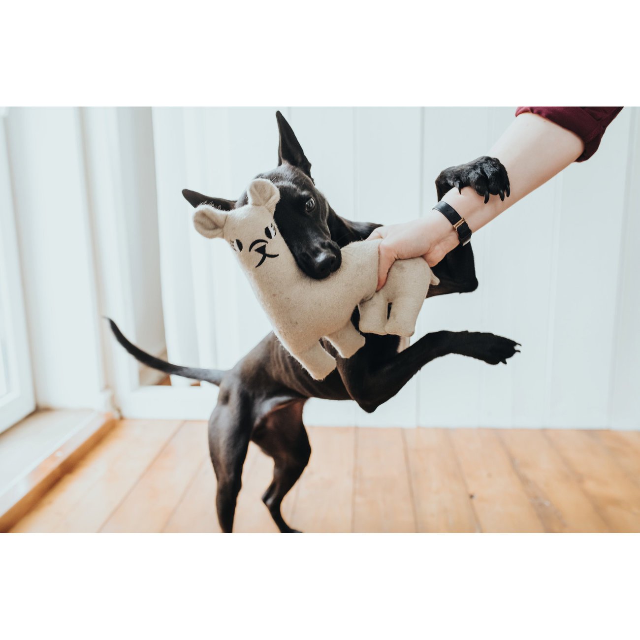 Hunter Hundespielzeug Tirana Bild 6