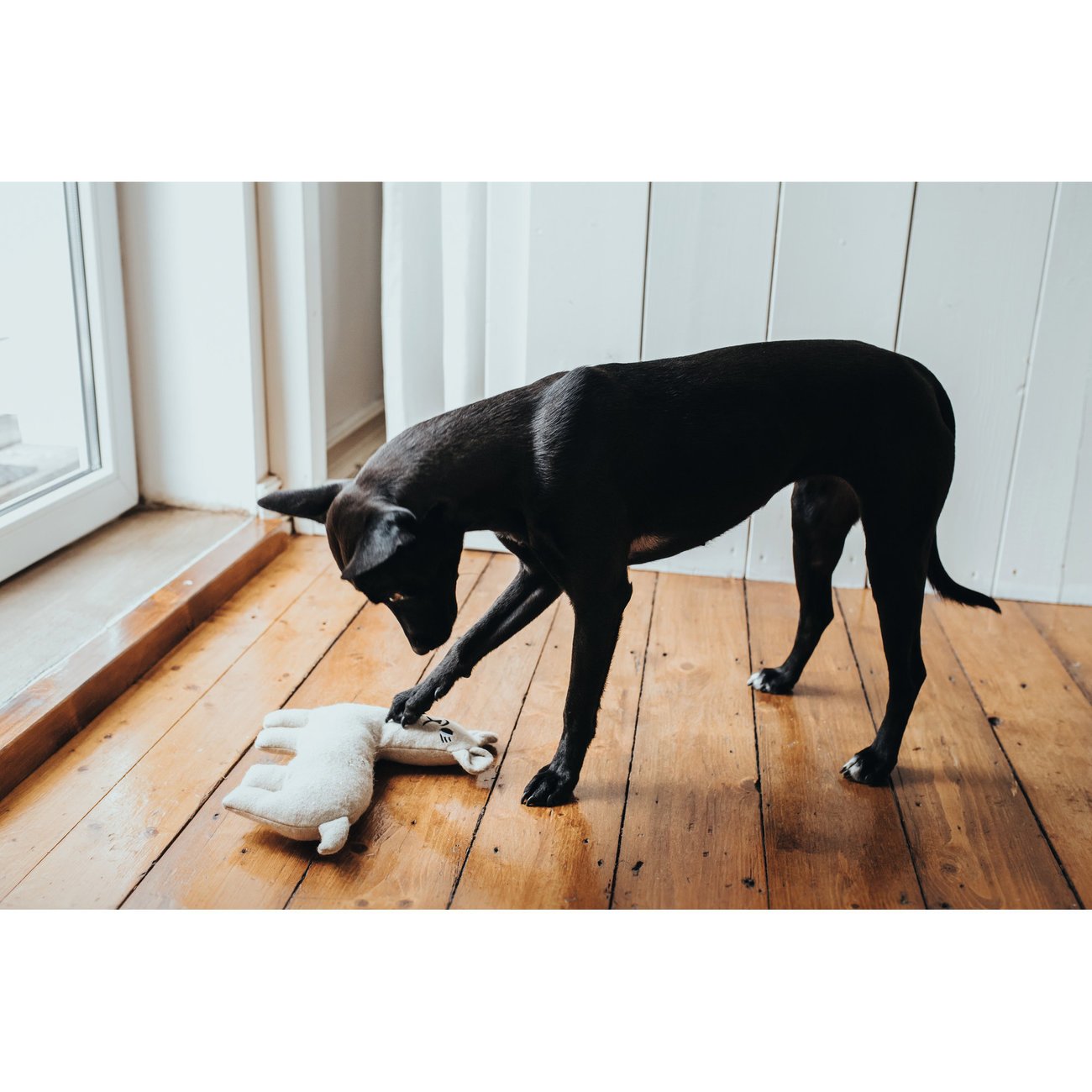 Hunter Hundespielzeug Tirana Bild 8