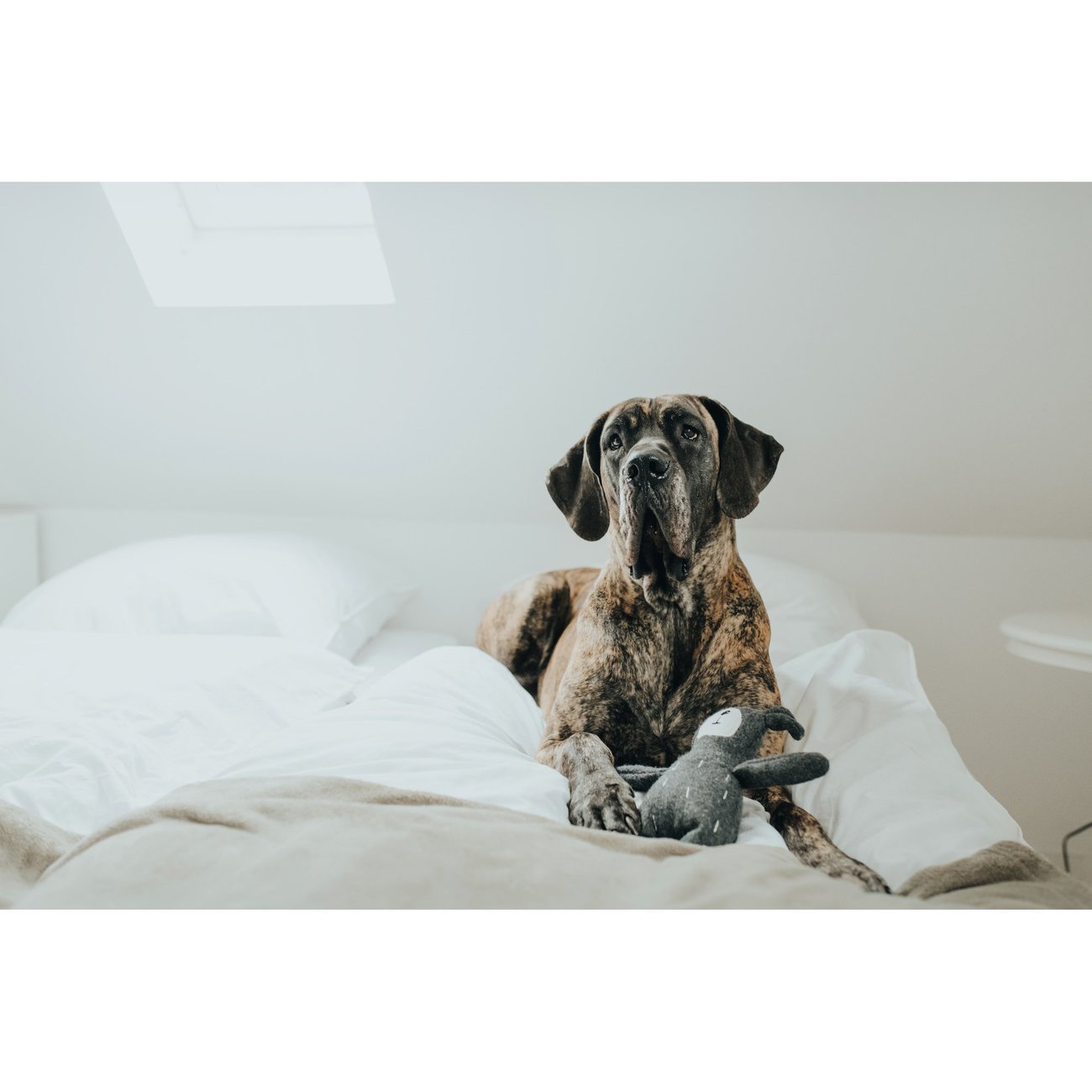 Hunter Hundespielzeug Tirana Bild 9