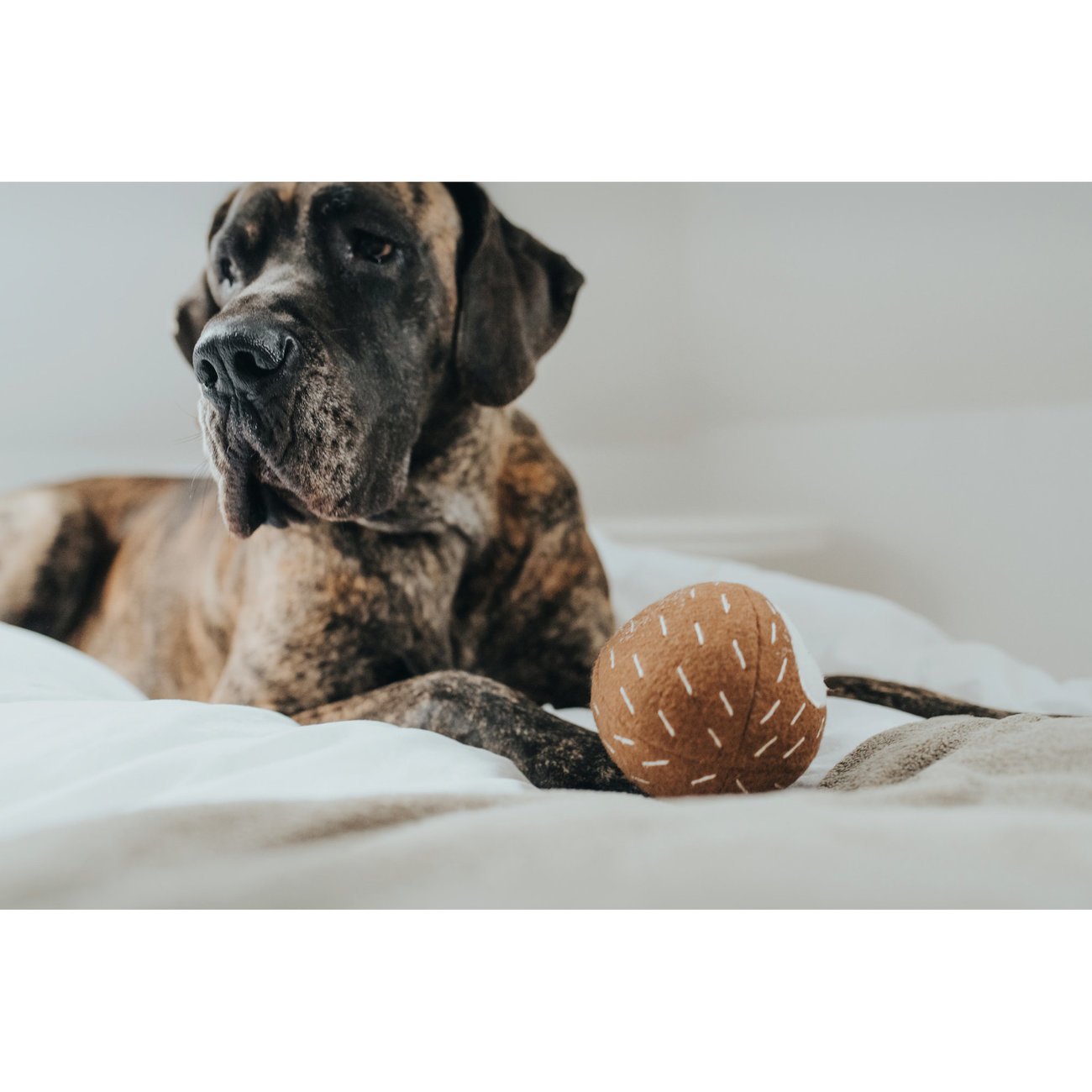 Hunter Hundespielzeug Tirana Bild 14