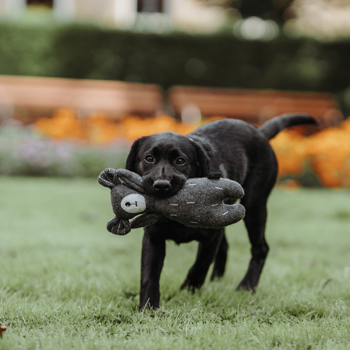 Hunter Hundespielzeug Tirana Bild 2