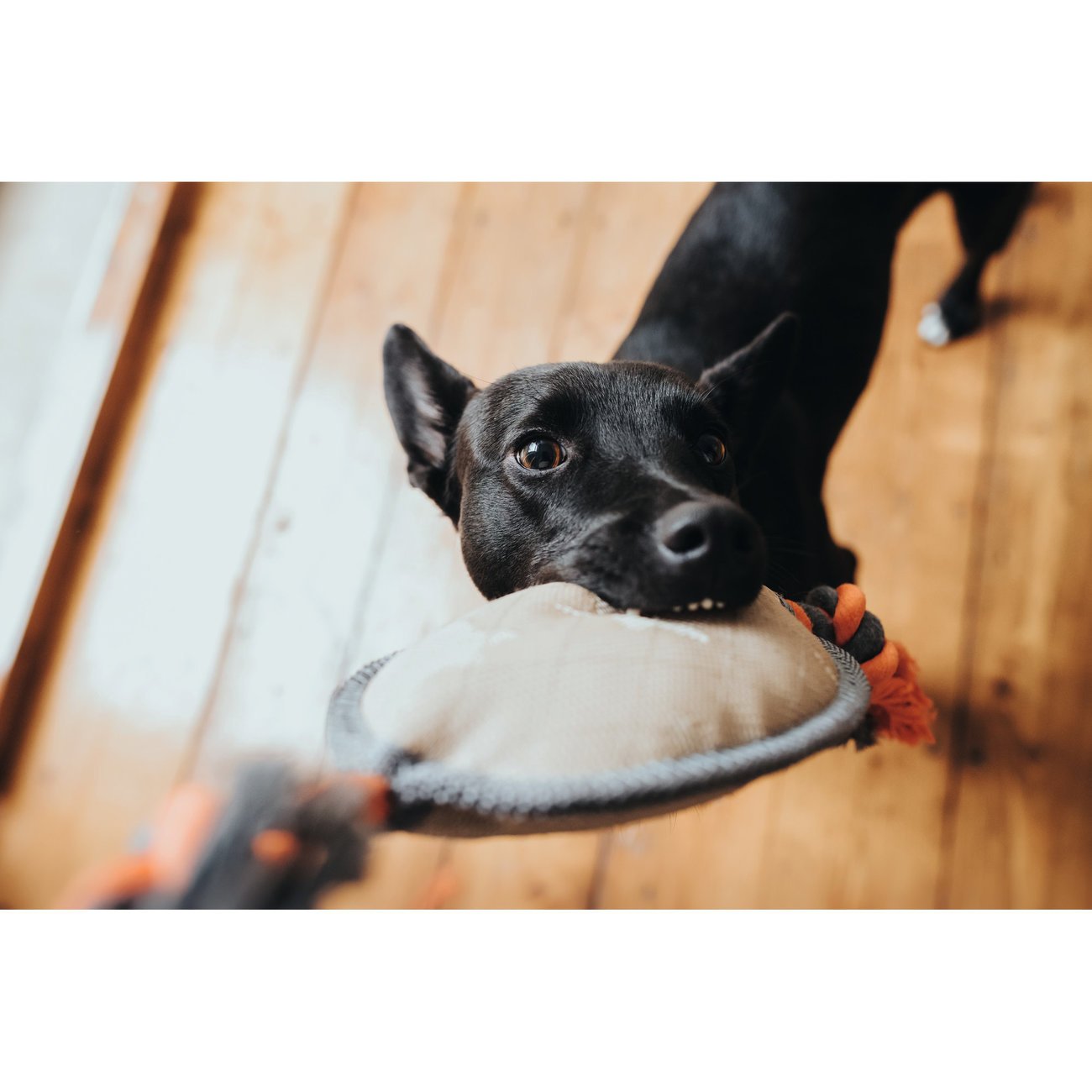 Hunter Hundespielzeug Tough Pombas Bild 6