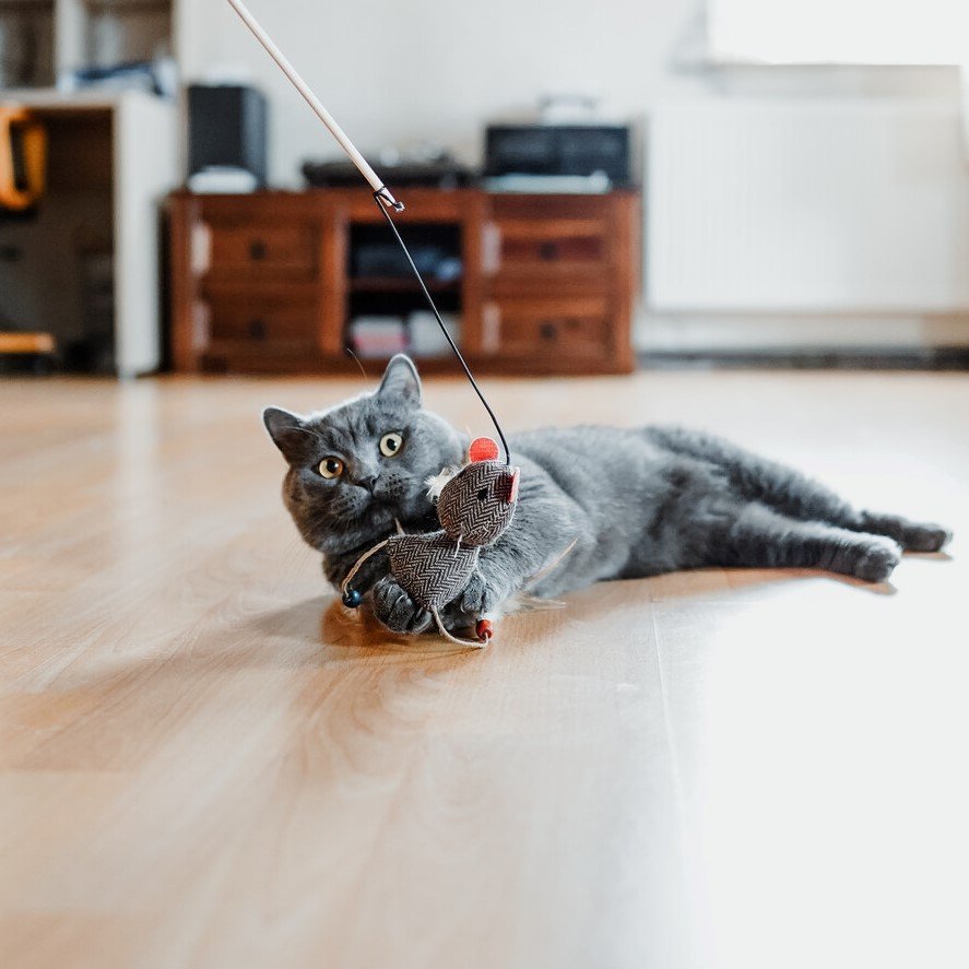 Hunter Katzenangel Gori Bild 2