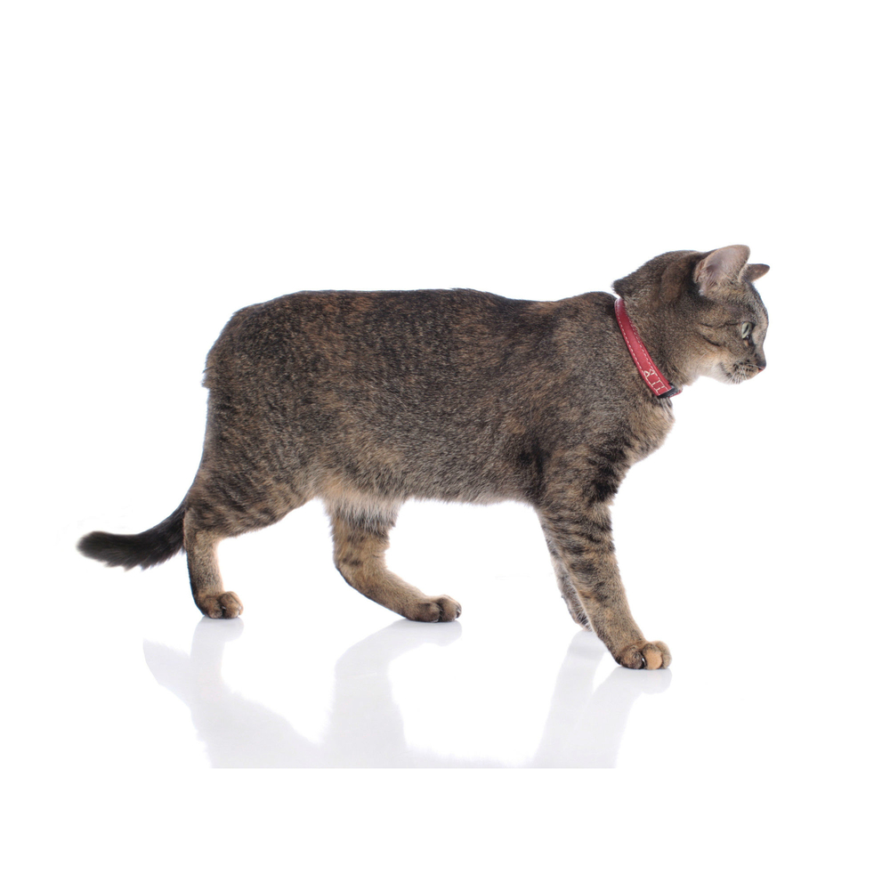 Hunter Katzenhalsband Elk Elchleder Bild 7