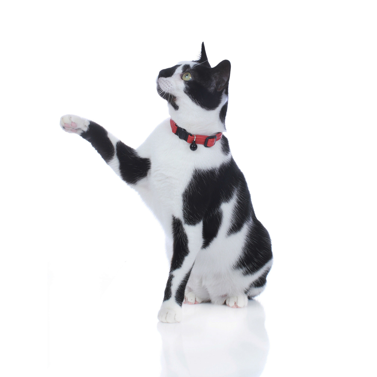 Hunter Katzenhalsband Leder 