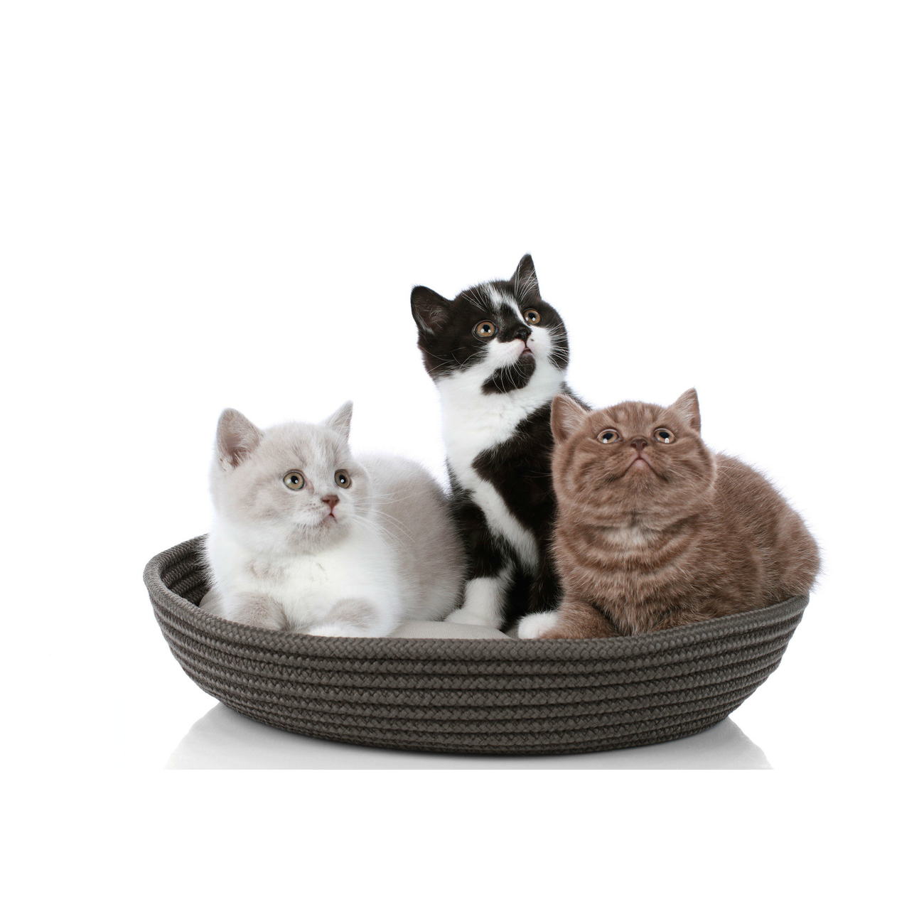 Hunter Katzenkörbchen Graz Bild 5