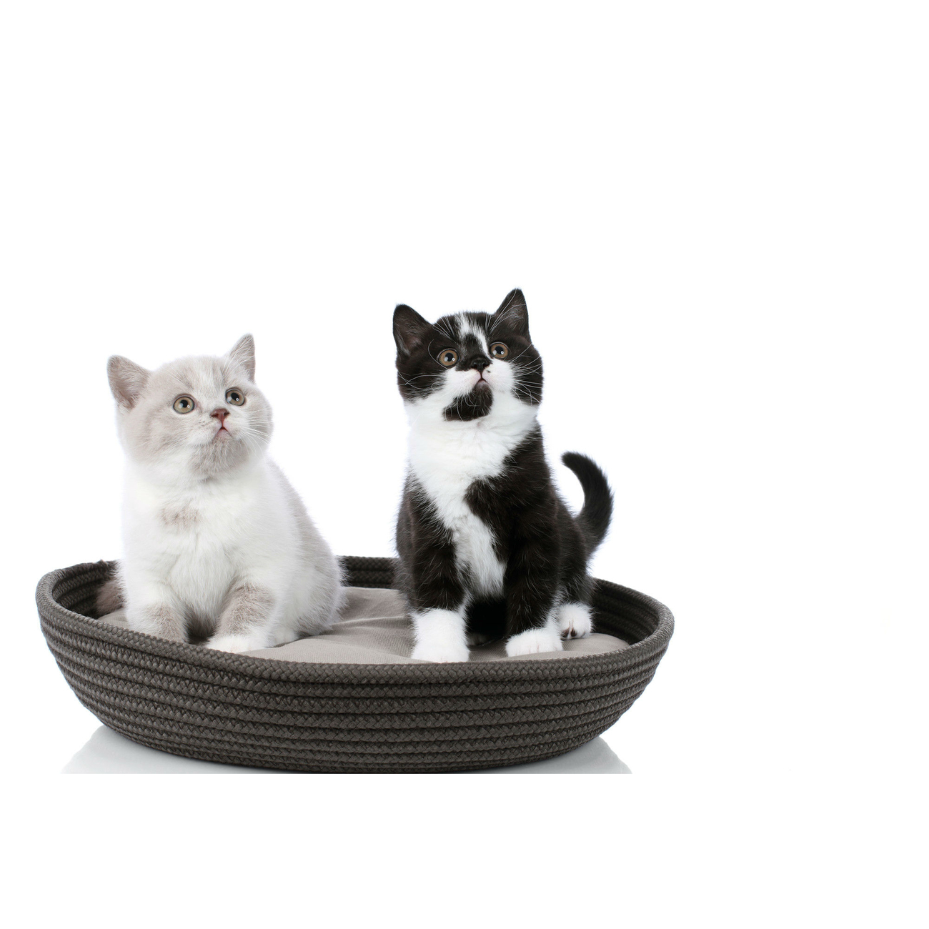 Hunter Katzenkörbchen Graz Bild 6