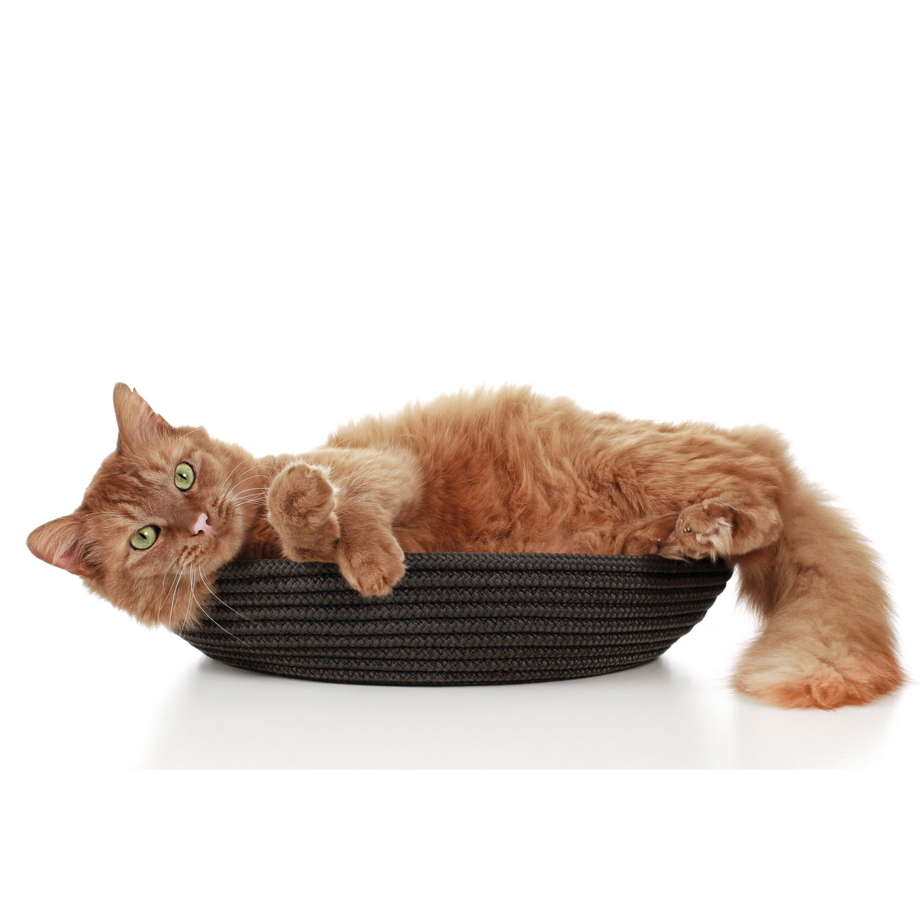 Hunter Katzenkörbchen Graz Bild 7