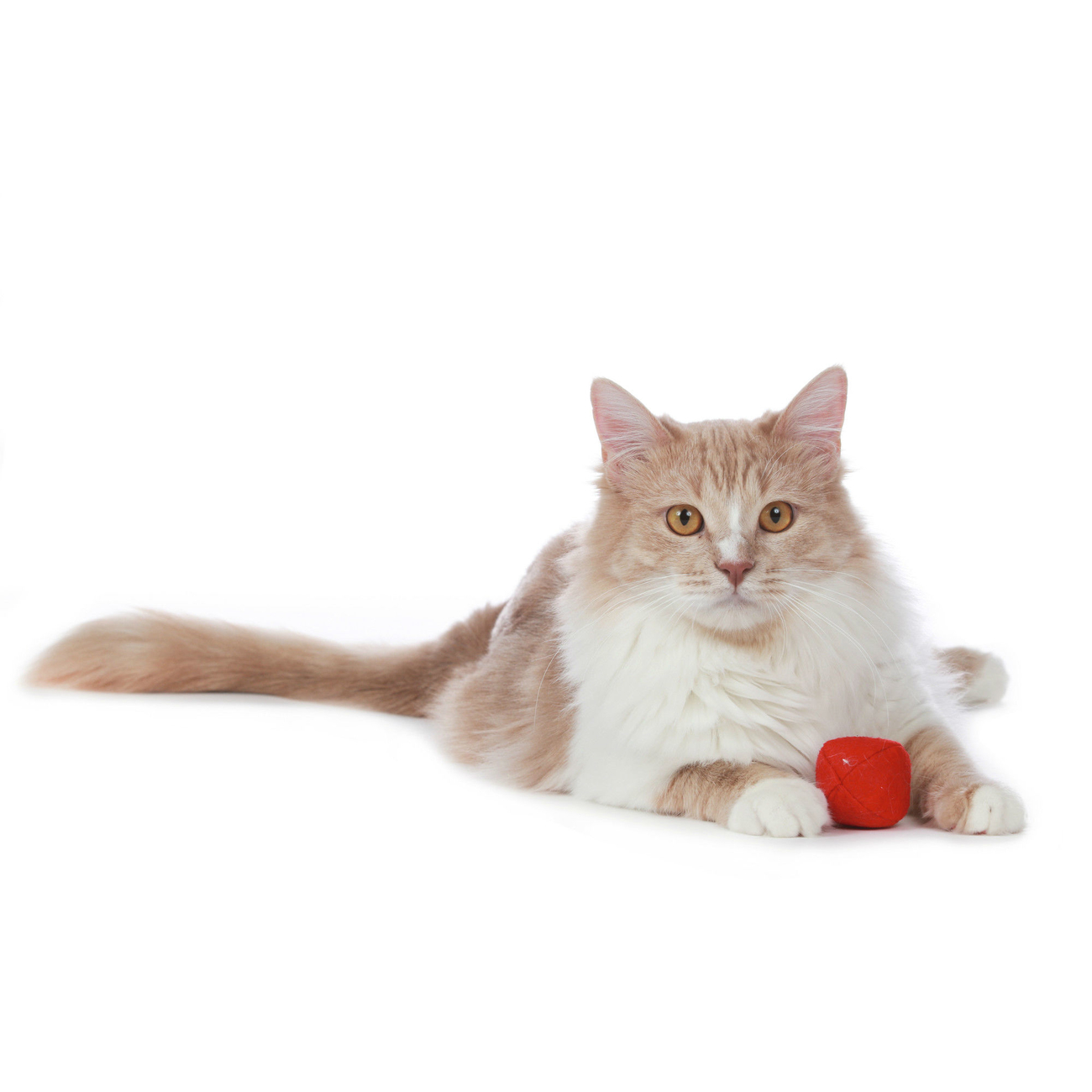 Hunter Katzenspielzeug by Laura Bild 11