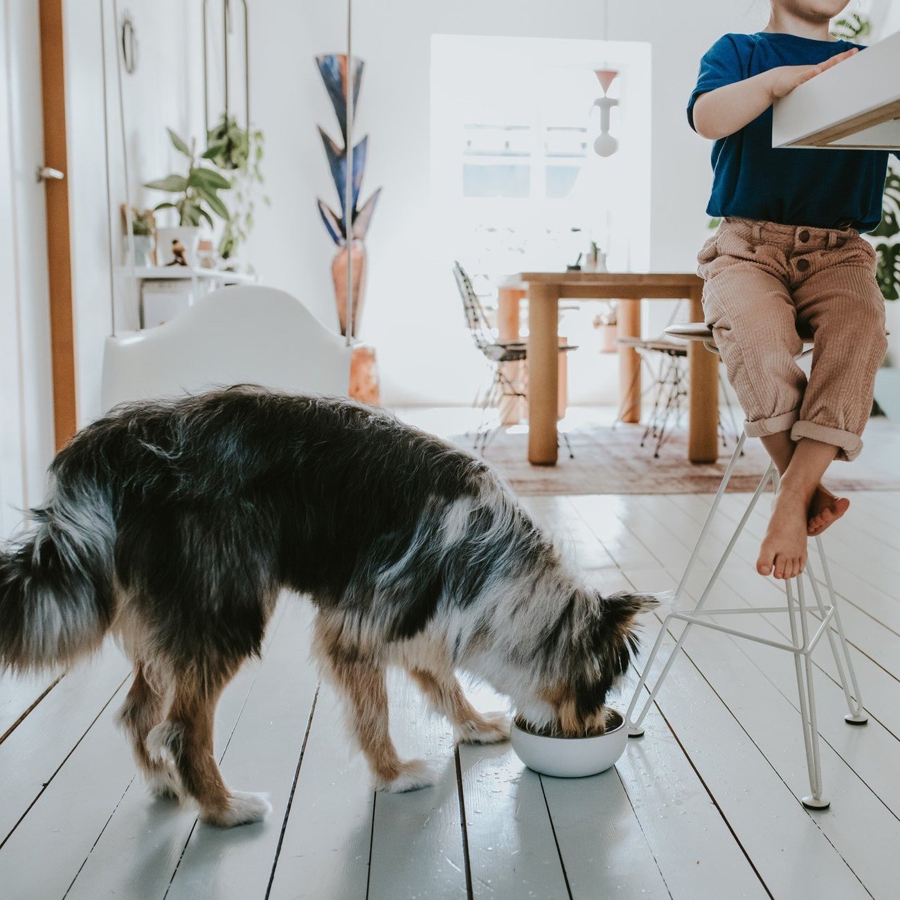 Keramik Hundenapf Lund Bild 16