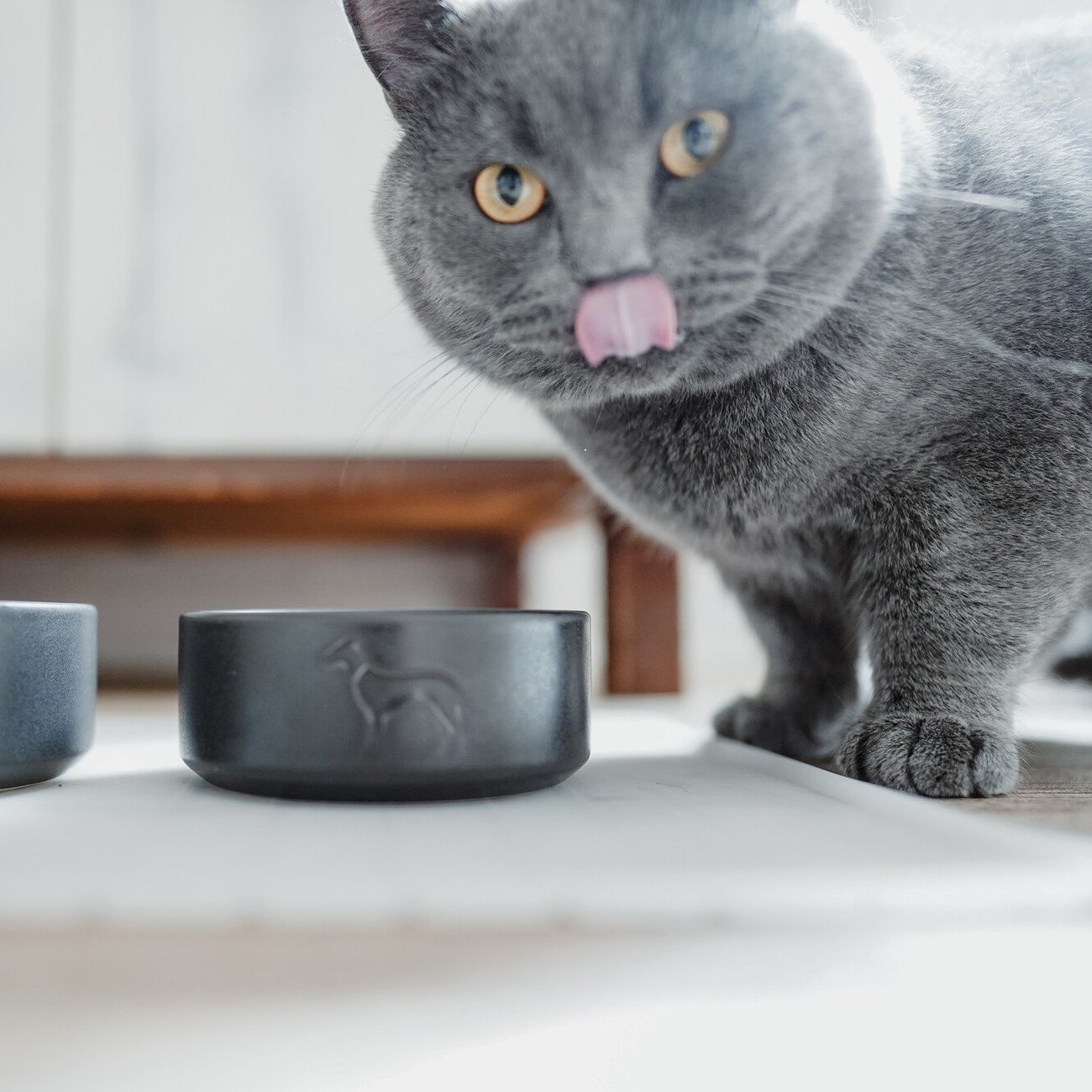 Keramik Hundenapf Osby Bild 13