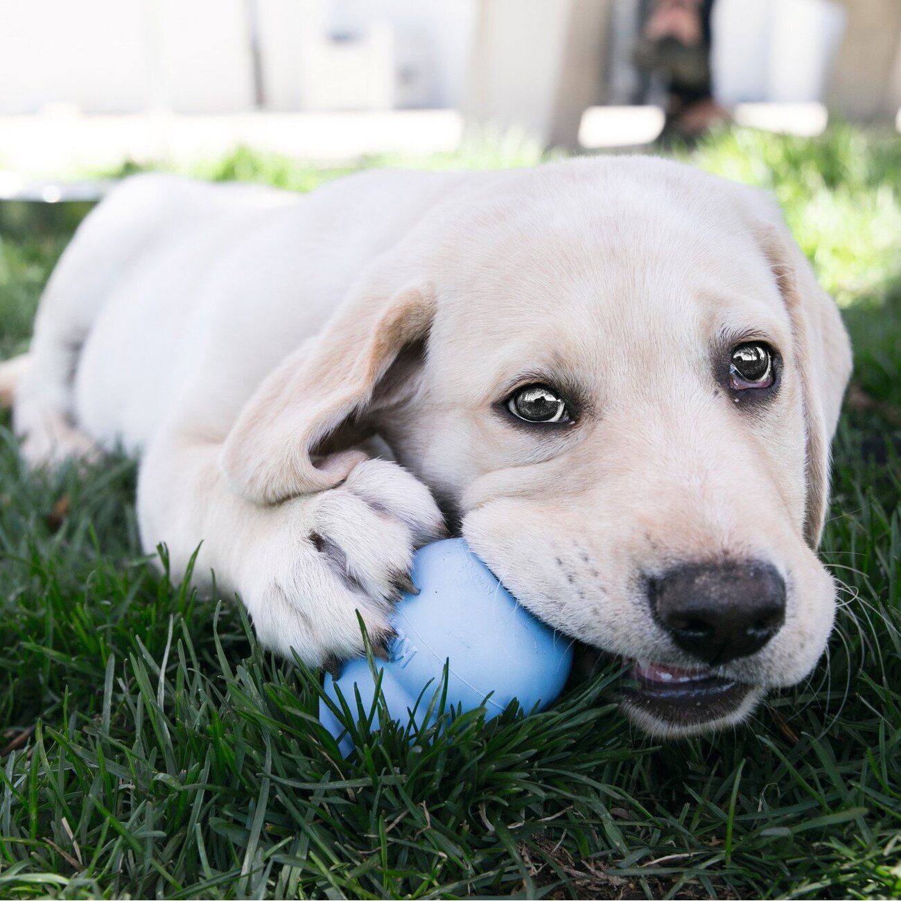 KONG Puppy Welpenspielzeug Bild 2