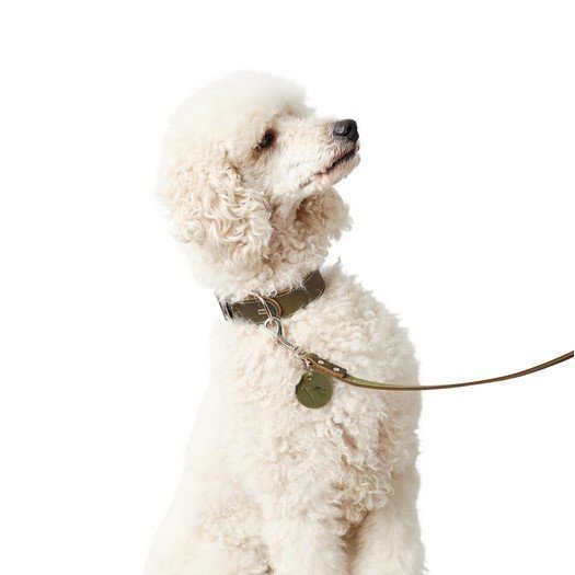 Hunter Leder Halsband Aalborg Bild 3