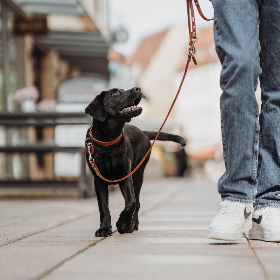 Hunter Leder Halsband Aalborg Bild 13