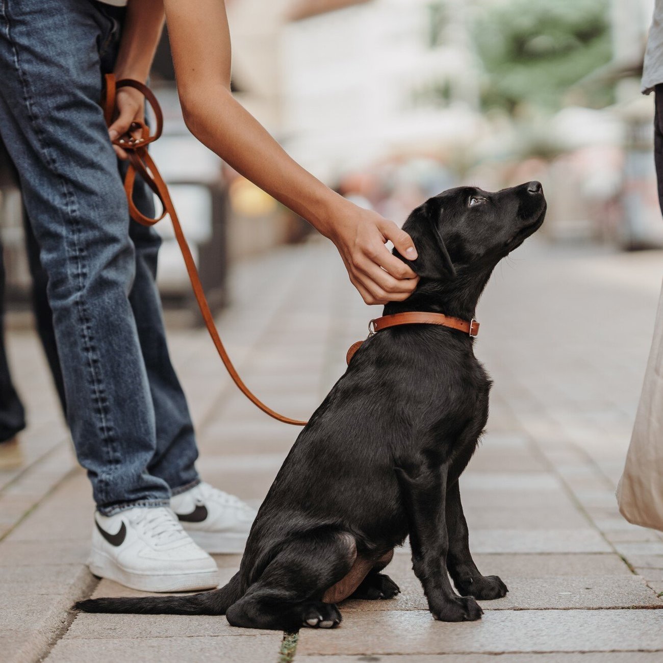 Hunter Leder Halsband Aalborg Bild 2