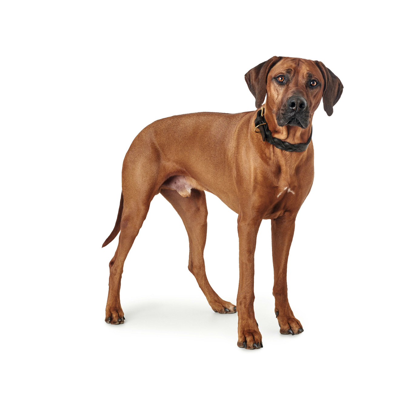 Hunter Leder Halsband Sansibar Solid Bild 7