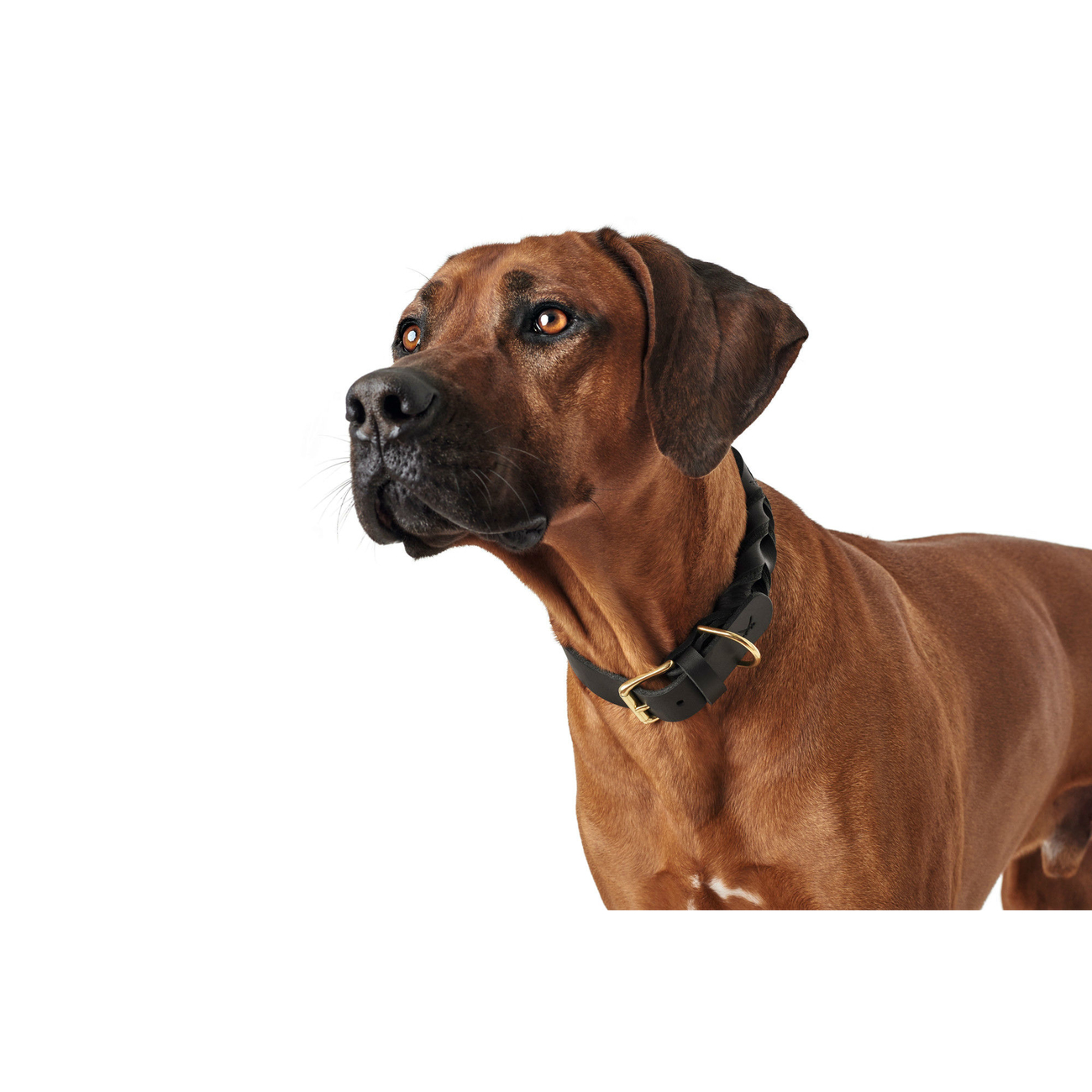 Hunter Leder Halsband Sansibar Solid Bild 6