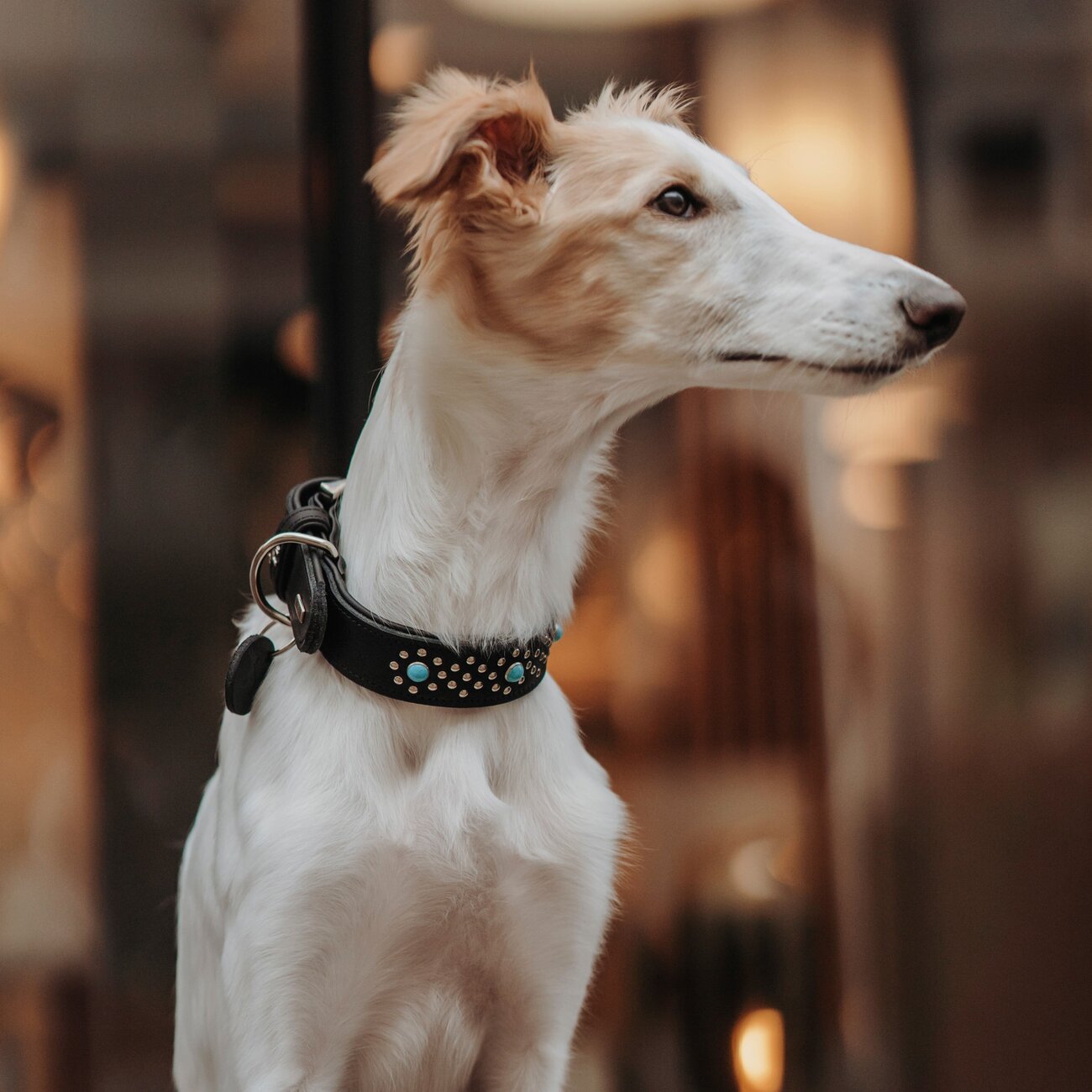 Leder Hundehalsband Madona Bild 3