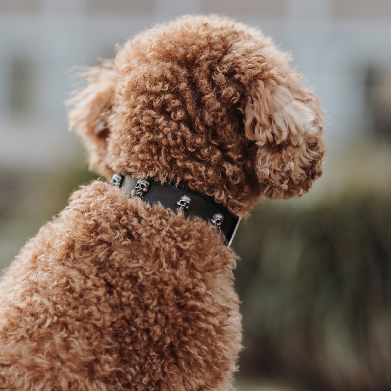 Leder Hundehalsband Mombasa Bild 3