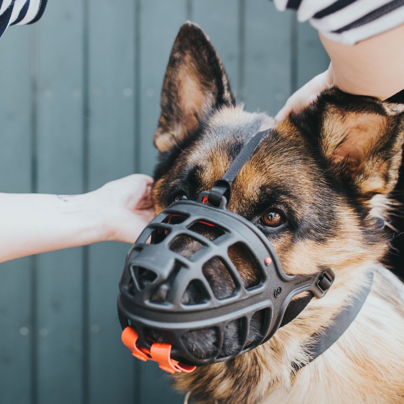 Maulkorb Albury Bild 2