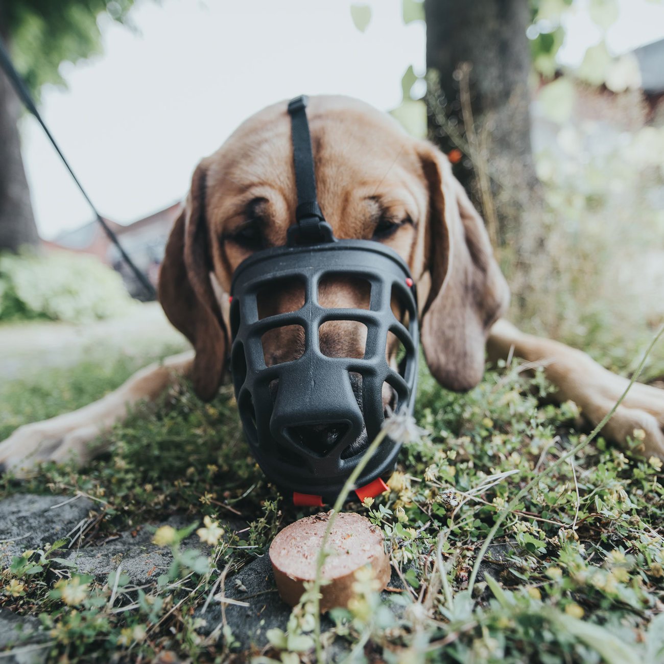 Maulkorb Albury Bild 7