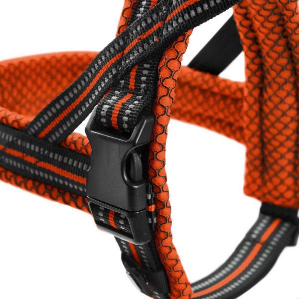 Norweger Geschirr Hilo Bild 9