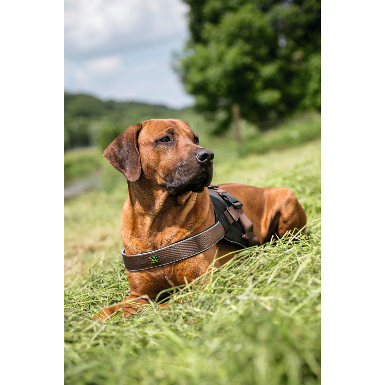 Hunter Norwegergeschirr Neopren Expert Bild 6