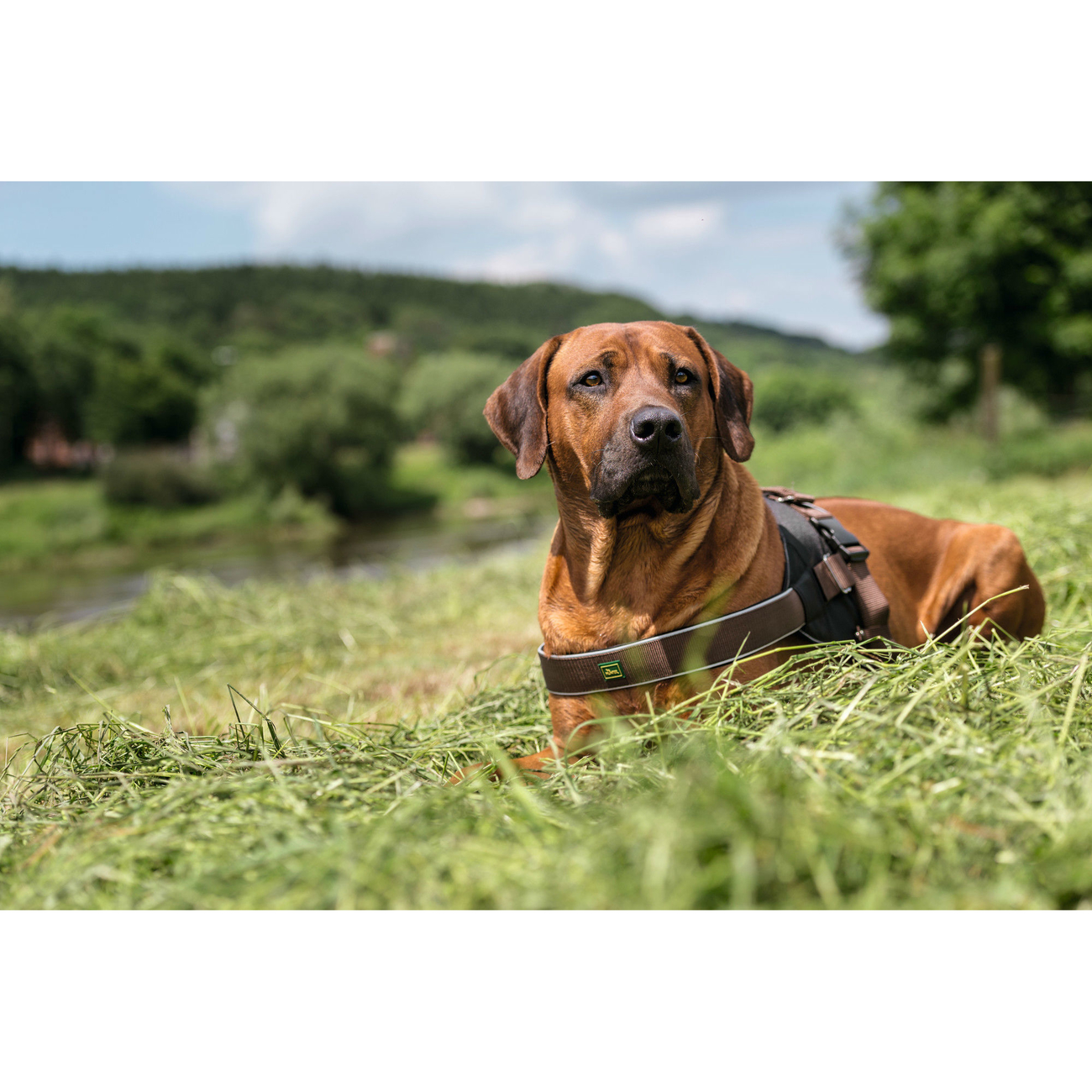 Hunter Norwegergeschirr Neopren Expert Bild 4