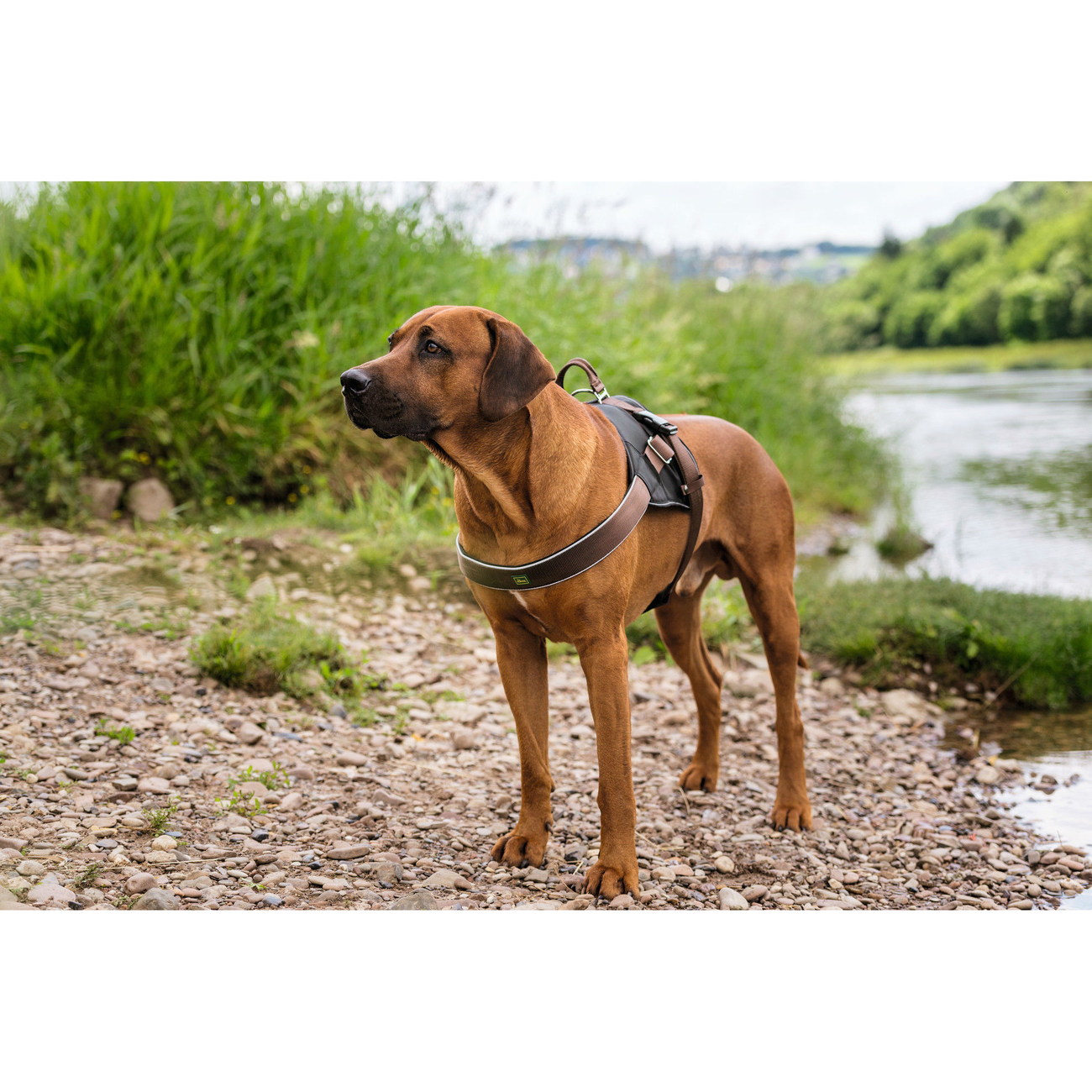 Hunter Norwegergeschirr Neopren Expert Bild 5