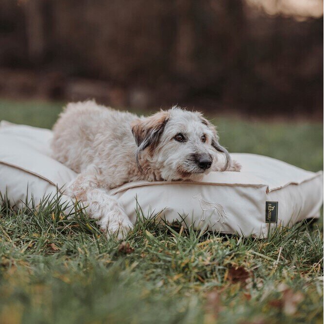 Outdoor Hundekissen Ribe Bild 19