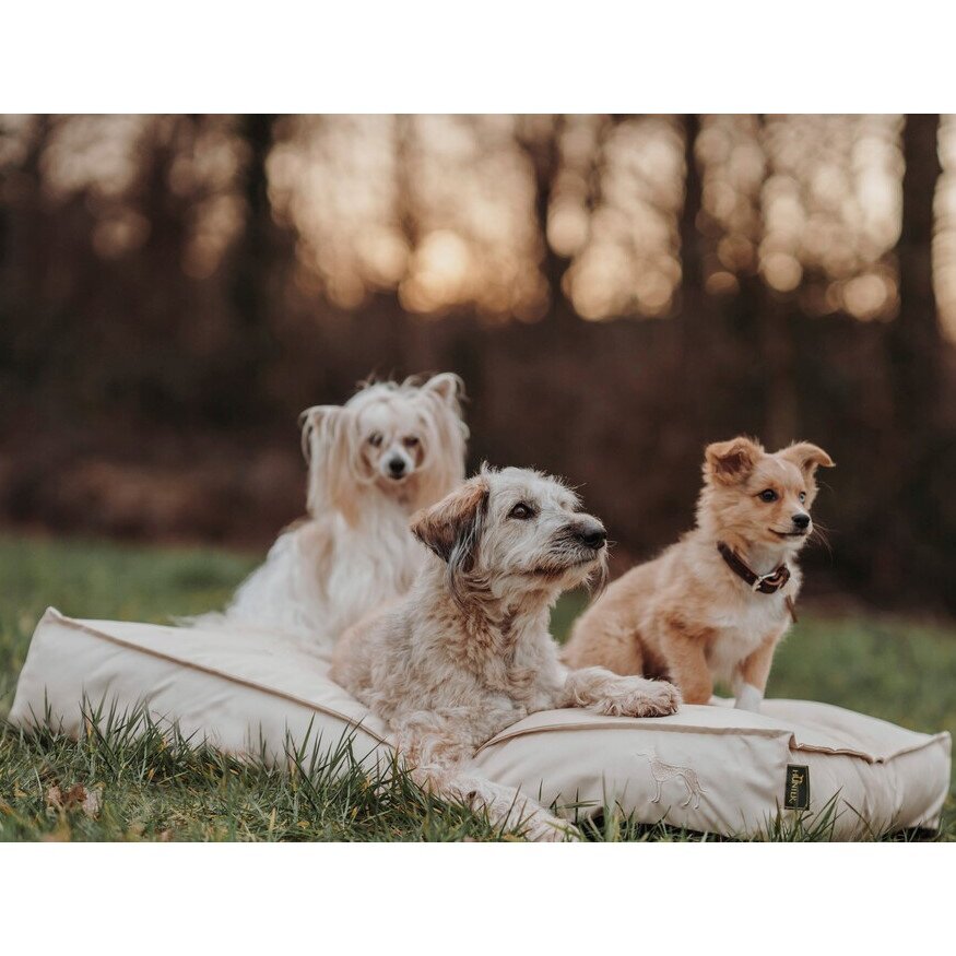 Outdoor Hundekissen Ribe Bild 2