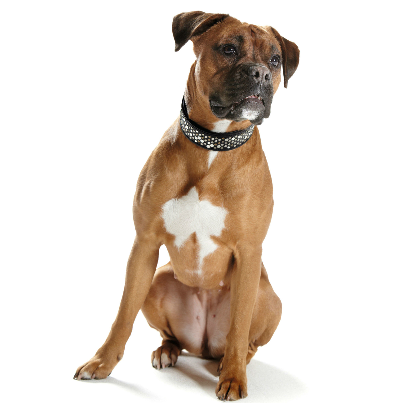 Hunter Rivellino Halsband Bild 16