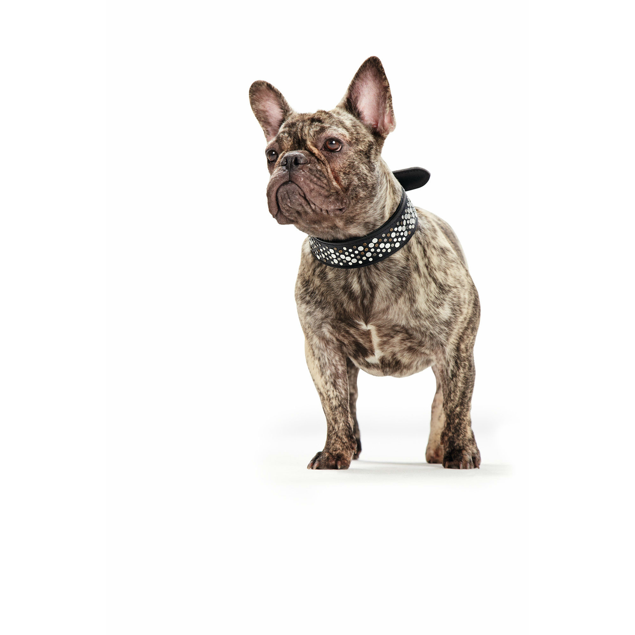 Hunter Rivellino Halsband Bild 17